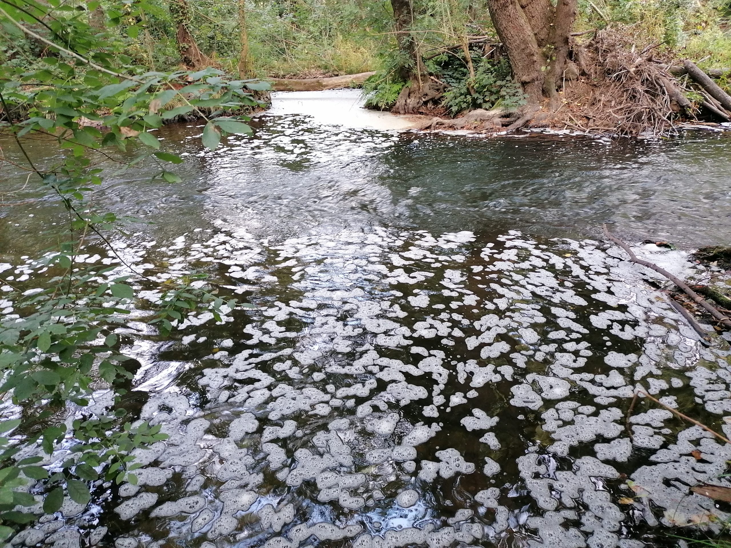 Espuma en el río Cabe, zona de Vilanova agosto 2023