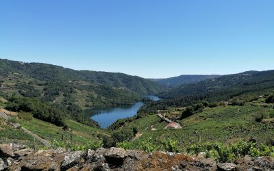La Xunta apoya con 4,5 millones el desarrollo de las empresas vitivinícolas